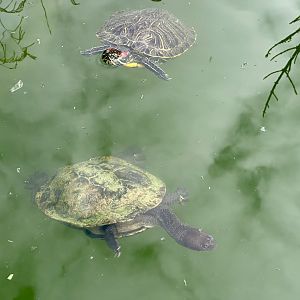 Red-eared slider turtle/Eastern snake-necked turtle