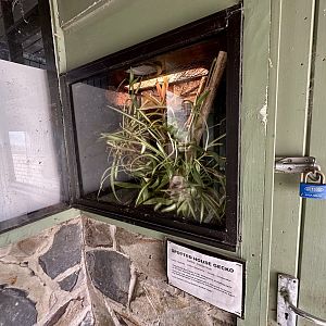 Spotted House Gecko Exhibit