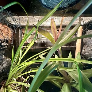 Spotted House Gecko Exhibit