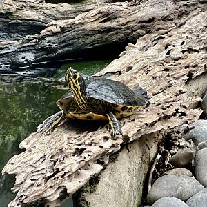 Cumberland's slider turtle (Trachemys scripta troostii)