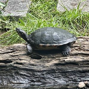 River cooter turtle (Pseudemys concinna)