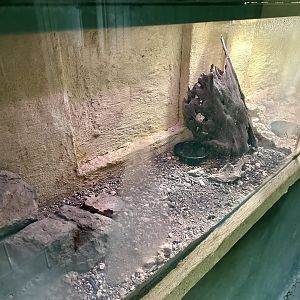 Andean Striped-knee Tarantula Exhibit 2