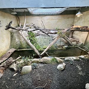 Lace Monitor Exhibit 1