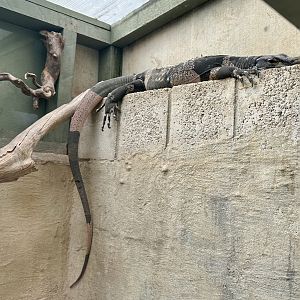 Lace monitor (Varanus varius)