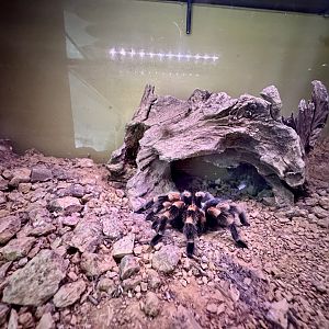 Smith's Redknee Tarantula Exhibit