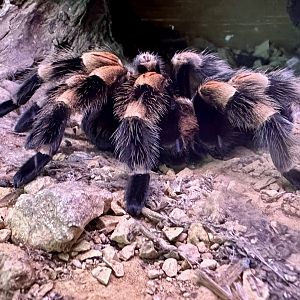 Smith's redknee tarantula (Brachypelma smithi)