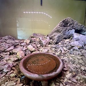 Chilean Rose Tarantula Exhibit