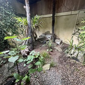 Tuatara Exhibit