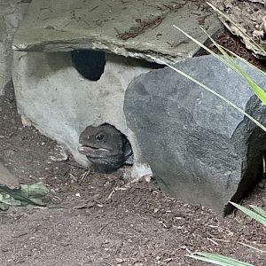 Tuatara (Sphenodon punctatus)