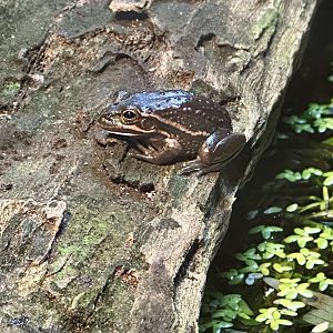 Southern bell frog (Ranoidea raniformis)