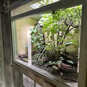 Duvaucel’s Gecko/Robust Skink Exhibit