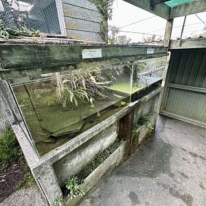 Axolotl/Japanese Fire-bellied Newt Exhibits