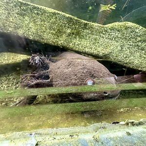 Axolotl (Ambystoma mexicanum)