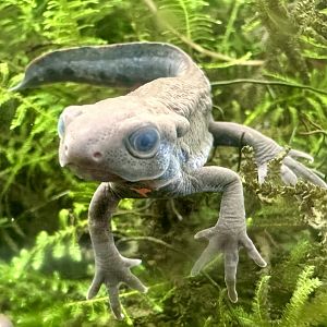 Japanese fire-bellied newt (Cynops pyrrhogaster)