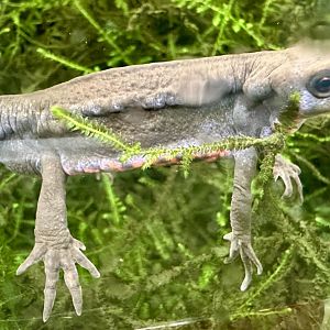 Japanese fire-bellied newt (Cynops pyrrhogaster)