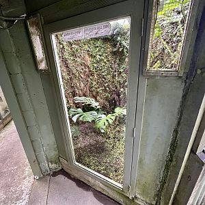Southern Bell Frog/Green and Golden Bell Frog Exhibit (Adults)