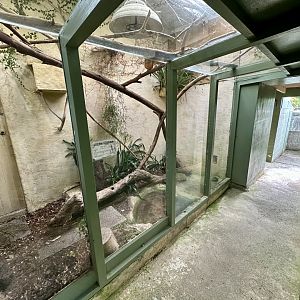 Green Iguana Exhibit