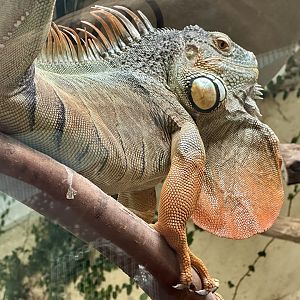 Green iguana (Iguana iguana)