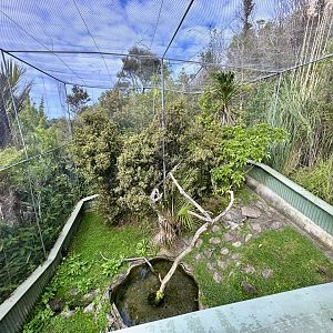 Eastern Water Dragon Exhibit