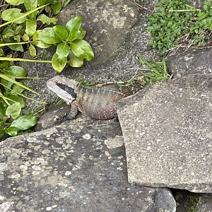 Eastern water dragon (Intellagama lesueurii lesueurii)