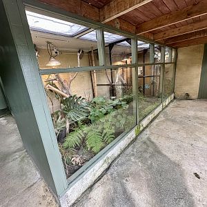 Giant Day Gecko Exhibits