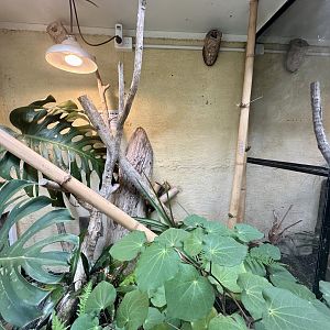 Giant Day Gecko Exhibit 1