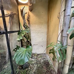 Giant Day Gecko Exhibit 3