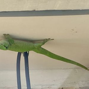 Giant day gecko (Phelsuma madagascariensis grandis)