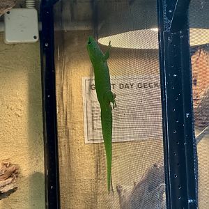 Giant day gecko (Phelsuma madagascariensis grandis)