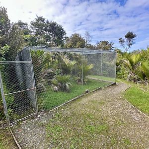 Yellow-footed Tortoise Exhibit