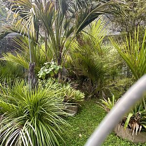 Yellow-footed Tortoise Exhibit