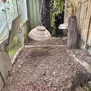 Yellow-footed Tortoise House