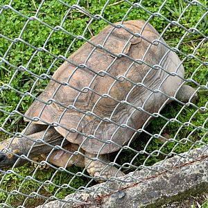 Yellow-footed tortoise (Chelonoidis denticulatus)