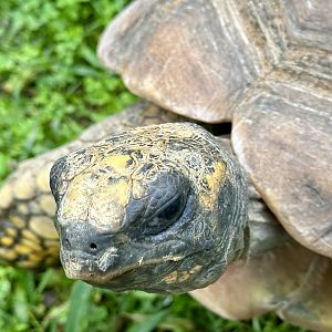 Yellow-footed tortoise (Chelonoidis denticulatus)