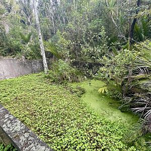 Red-eared Slider Turtle Exhibit
