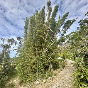 Lower Park Trail (Bamboo Stand)
