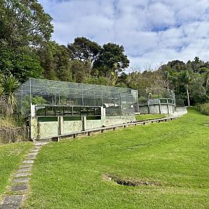 American Alligator Complex