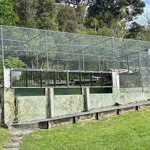 Female American Alligator Exhibit