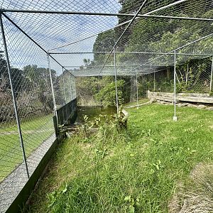 Female American Alligator Exhibit