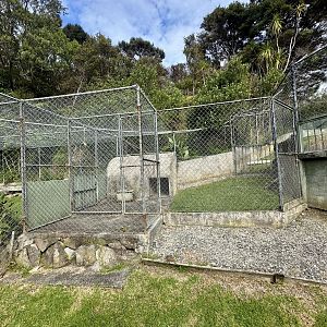 Female American Alligator Exhibit (Holding Cage)