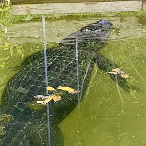 American alligator (Alligator mississippiensis)