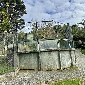 Male American Alligator Exhibit