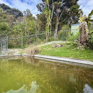 Male American Alligator Exhibit