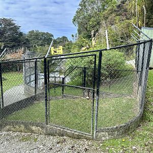 Male American Alligator Exhibit (Holding Cage)