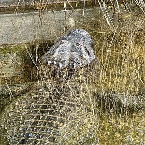American alligator (Alligator mississippiensis)