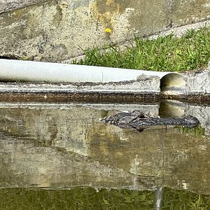 American alligator (Alligator mississippiensis)