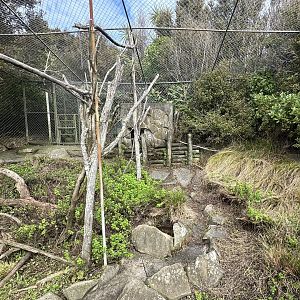 Domestic Chicken Exhibit