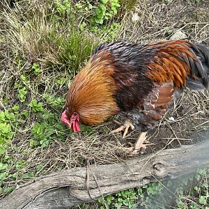Domestic chicken (Gallus gallus domesticus)
