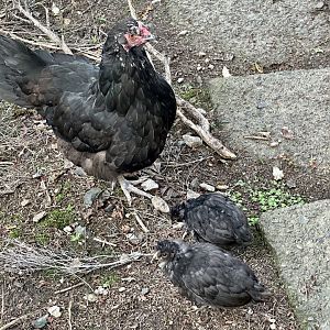Domestic chicken (Gallus gallus domesticus)