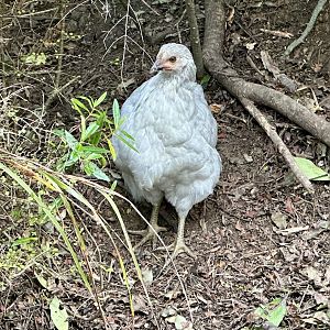 Domestic chicken (Gallus gallus domesticus)